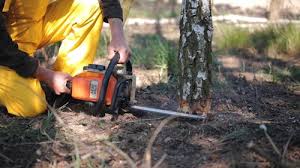 Best Fruit Tree Pruning  in Holtville, CA