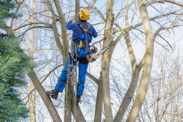 Best Hedge Trimming  in Holtville, CA