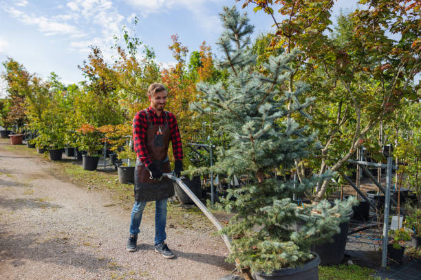 Best Storm Damage Tree Cleanup  in Holtville, CA